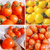 採れたてそのままミニトマト！大人気の品種３種類セット