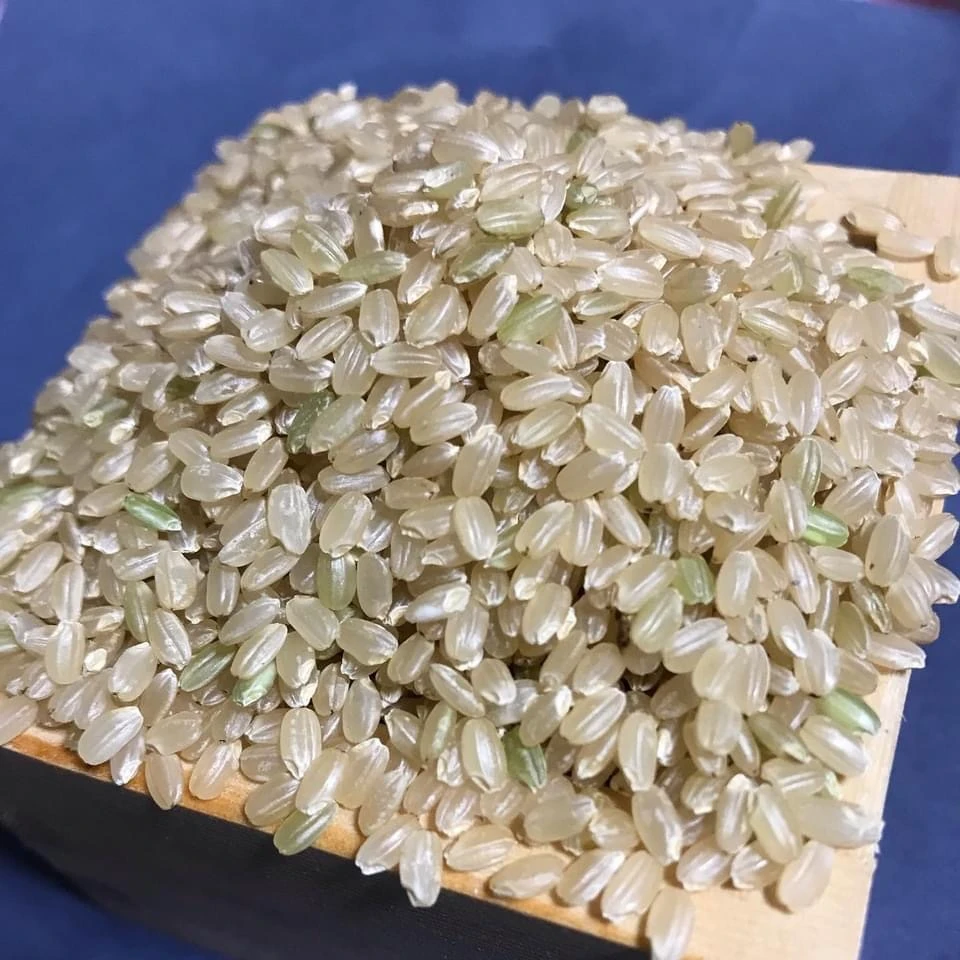 量産しないコシヒカリ(定期玄米) 　農薬・除草剤・化学肥料不使用
