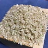 量産しないコシヒカリ(玄米) 農薬・除草剤・化学肥料不使用　2年産