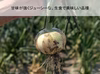 新玉ねぎ ジューシーかつ甘い！佐賀県産玉ねぎ 極早生『貴錦』
