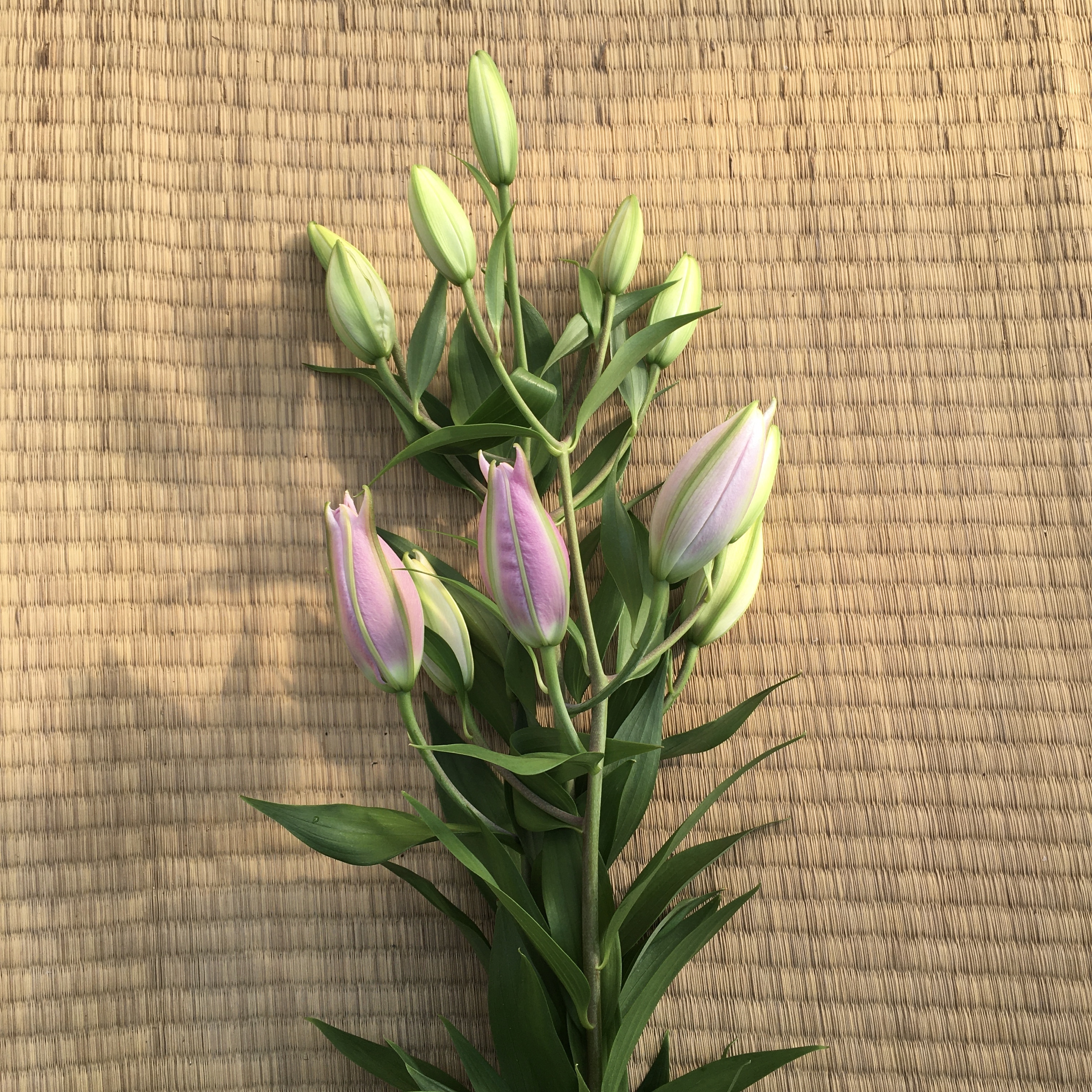 希少品 とても珍しい花粉なしの八重咲きユリ ピンク 農家漁師から産地直送の通販 ポケットマルシェ