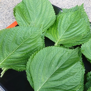 朝採り！しゃきしゃきした食感の美味しい　えごまの葉200枚