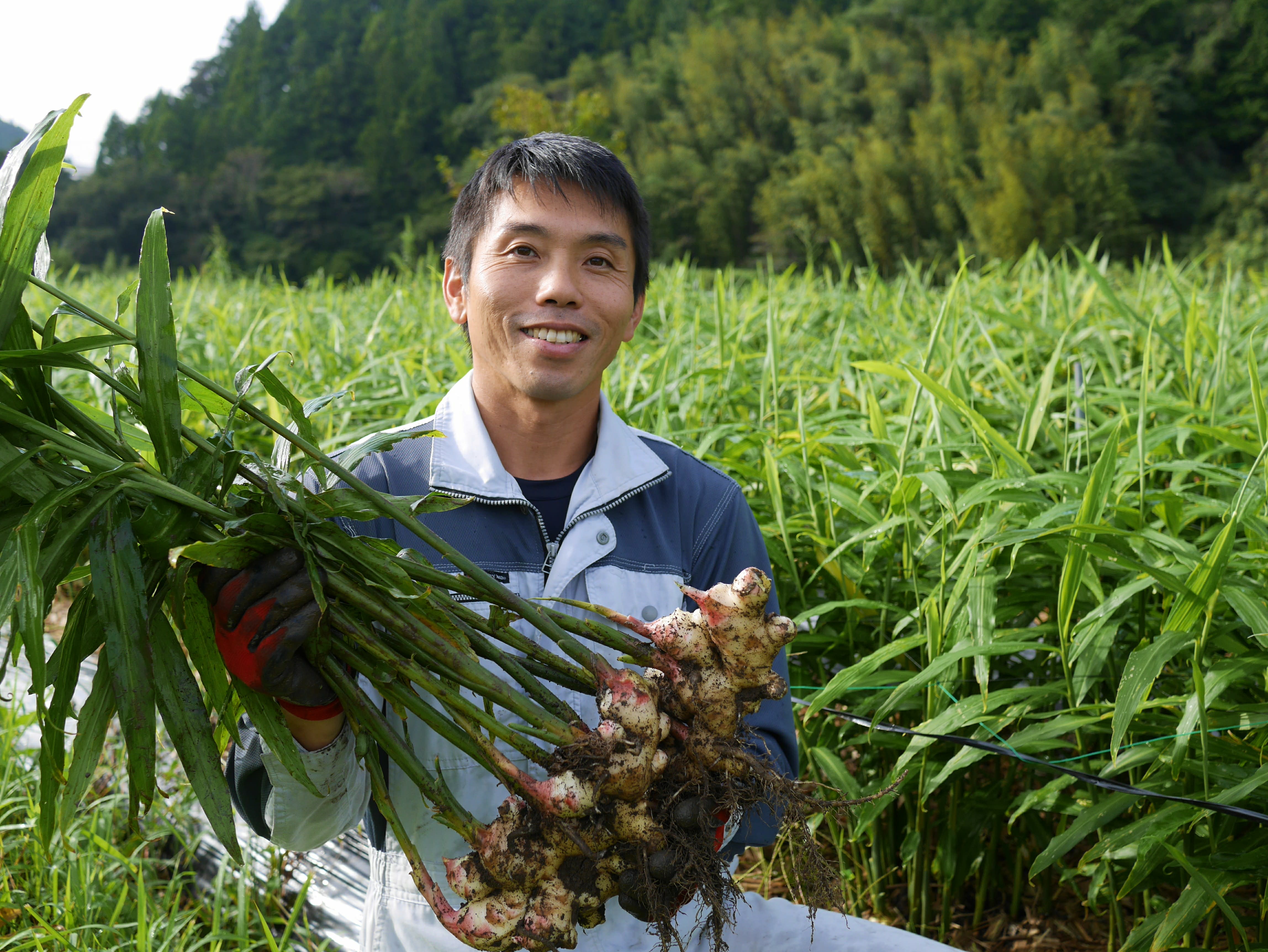 朝獲れ新鮮☀️産地直送！高知県産ピーマン14キロ送料込み 安心安全の減農薬栽培 朝獲れ新鮮✨高知県産ピーマン10キロ✨減農薬栽培