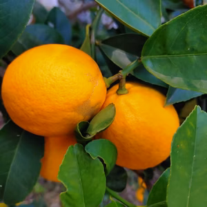 レモン　国産　千葉県