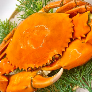 【限定残りわずか】茹でドウマンガニ小サイズ200〜300g