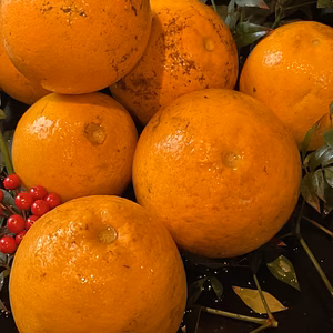 ブラッドオレンジ(タロッコ)   小粒B級傷無農薬　