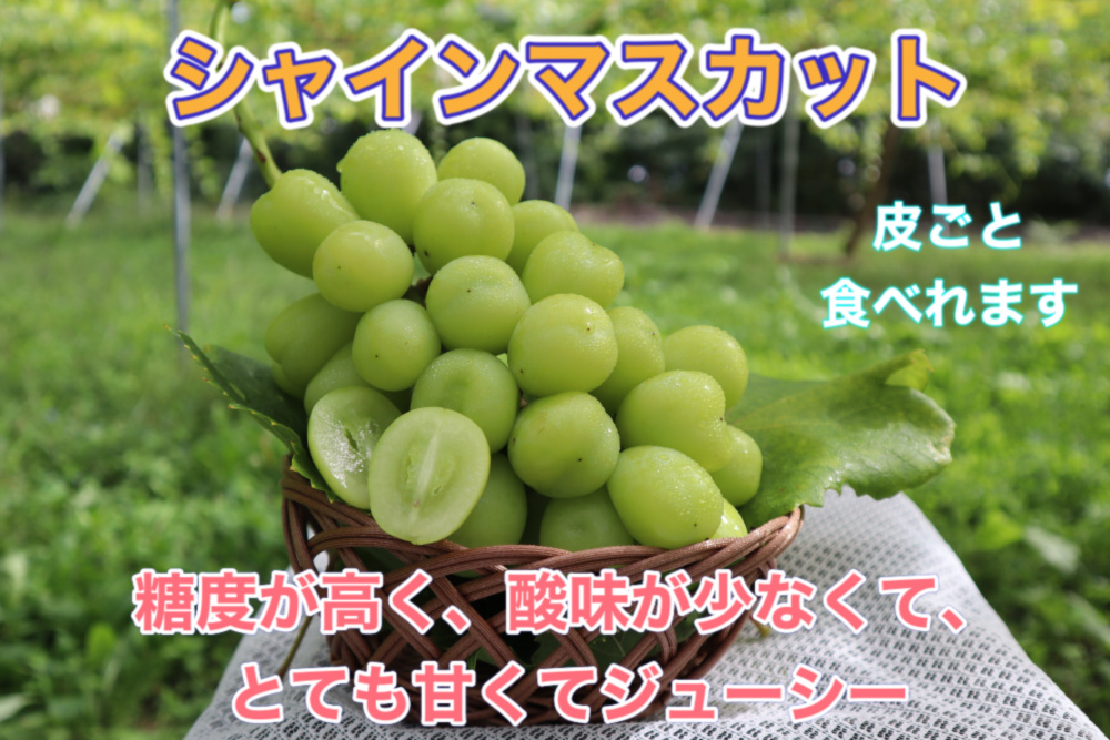 シャインマスカット 家庭用 １キロから 長野県産 減農薬 章わんぱく農園 農家漁師から産地直送の通販 ポケットマルシェ