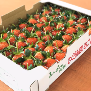 【アスカルビー】大きめイチゴ！3L以上！溢れ出す真っ赤な果汁