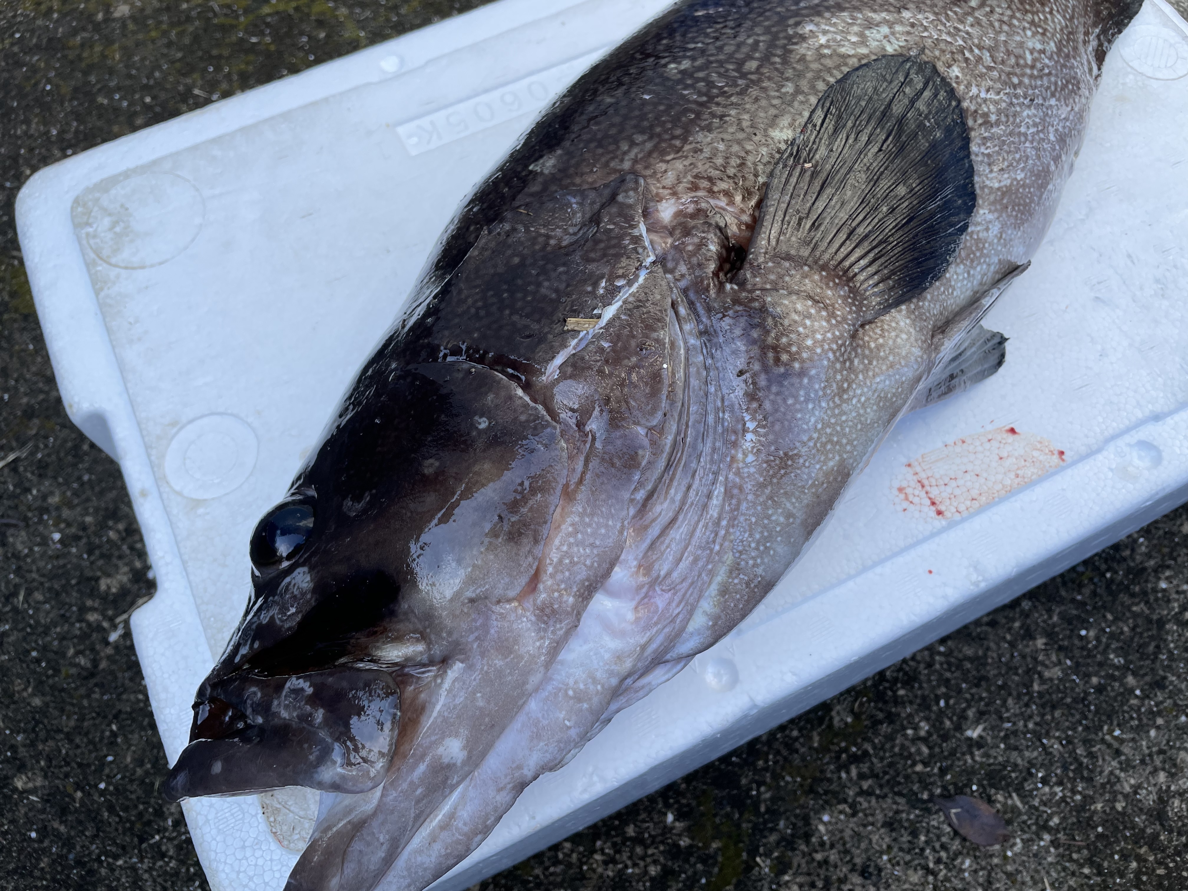 魚突き 動画あり ハクテンハタ4 6kg 鱗 内臓処理済 農家漁師から産地直送の通販 ポケットマルシェ