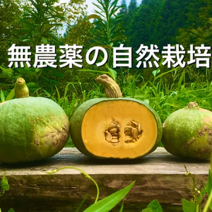 【10名限定販売】固定種かぼちゃの10キロ以上セット！無農薬・自然栽培・旨み野菜