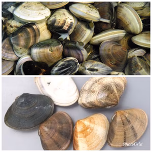 食べ比べ　小玉貝1キロ　大はまぐり1キロ