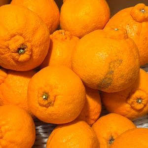 不知火　訳あり　4.5キロ　家庭用