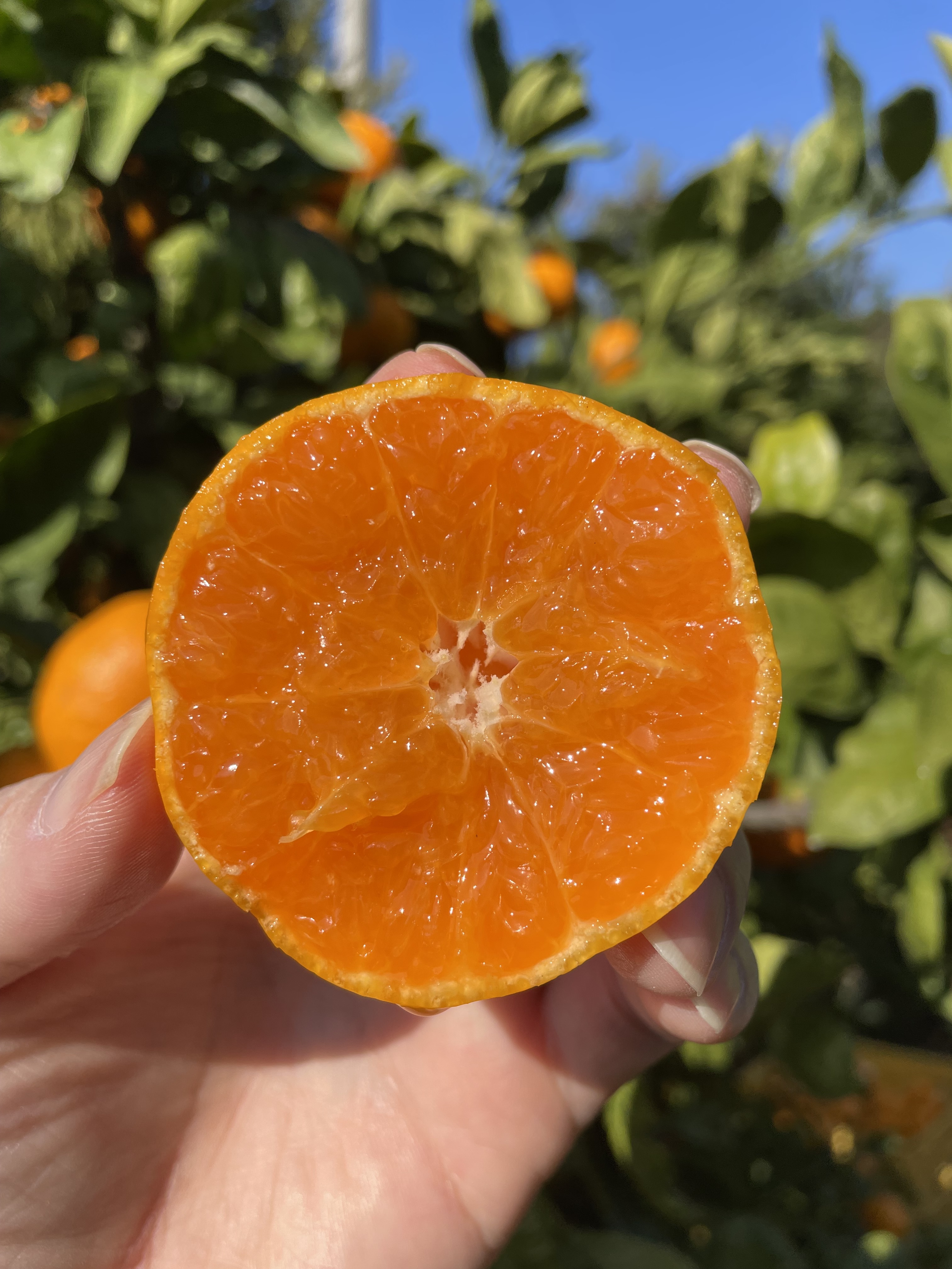 糖度平均15度マルチ完熟みかん｜見た目訳あり・味はA品級 ｜みかんの