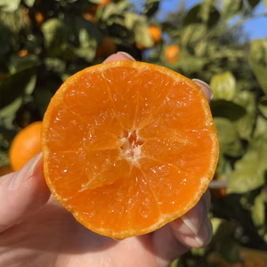 糖度平均１５度マルチ完熟みかん｜見た目訳あり・１０kg　家庭用