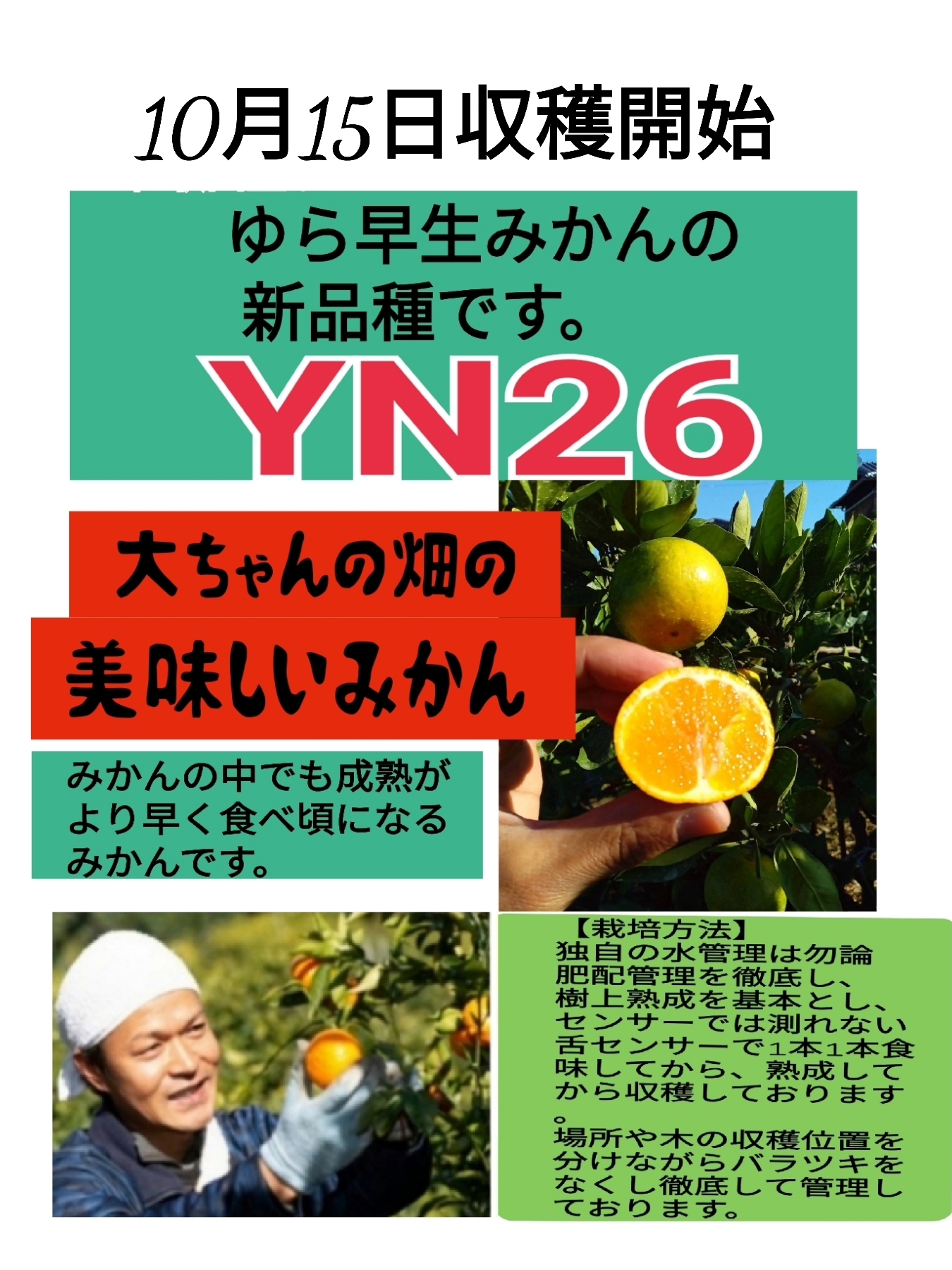 10月予約【先行限定】初採り新品種 YN26みかん「甘々娘」｜みかんの