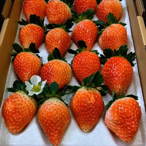 16玉！夏秋いちご　青森県産　すずあかね　苺　夏いちご