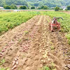お得！【瀬戸内・因島産】しまの新じゃが詰合せ（栽培期間中、農薬不使用）
