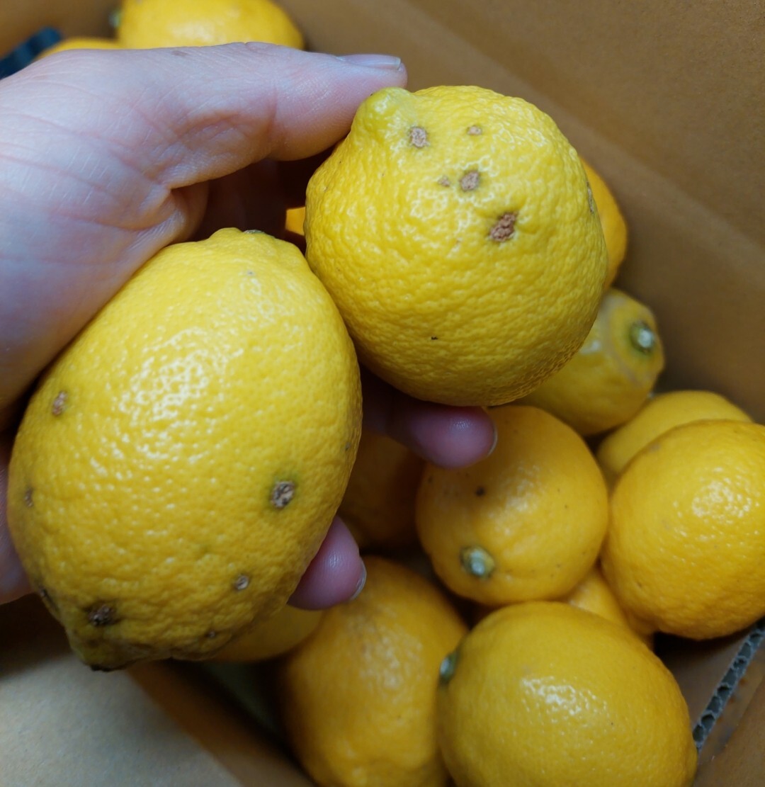 グリーンレモンの産直通販・お取り寄せ商品｜ポケットマルシェ｜産地