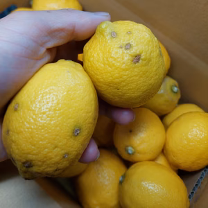 段々畑のレモン【超 訳あり】8kg(箱込)