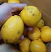 段々畑のレモン【超訳あり】8kg(箱込)