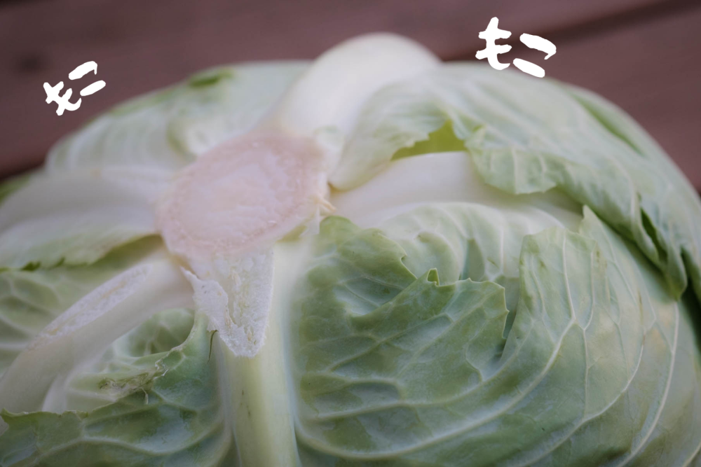 1月はお好み焼きの旬 は本当か 噂のキャベツで焼いて検証してみた 農家漁師から産地直送の通販 ポケットマルシェ