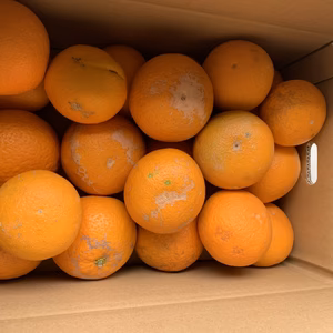 【訳アリ】美味しい清見オレンジ、家庭用。