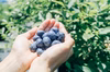 【訳あり特価】樹上完熟「魚沼ブルーベリー」