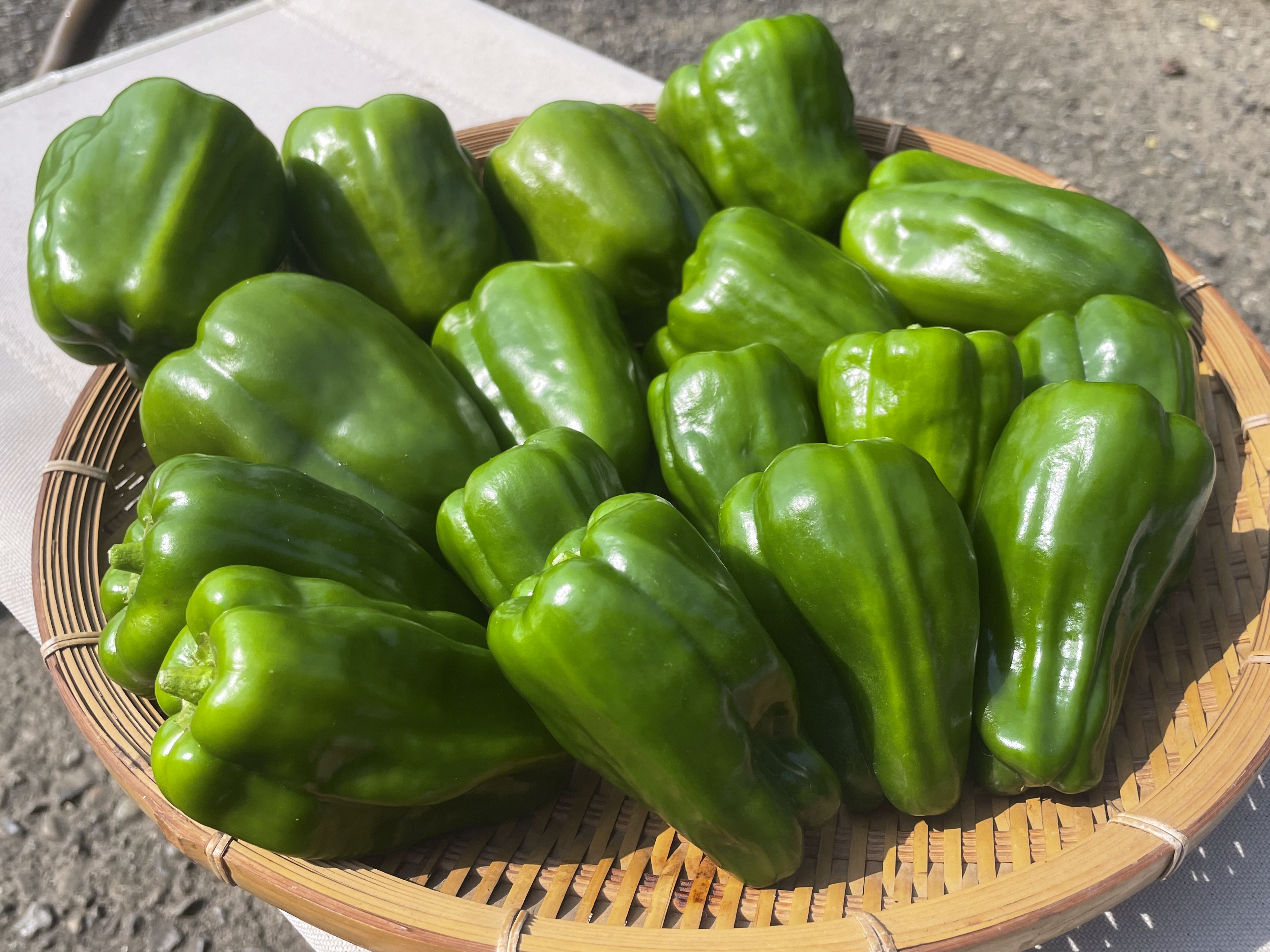 lucky　ピーマン14キロ送料込み ピーマンの通販・お取り寄せ商品｜野菜｜ポケットマルシェ｜産地