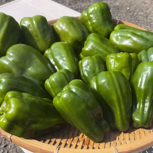 宮崎県産ピーマン2種セット　保存袋付き