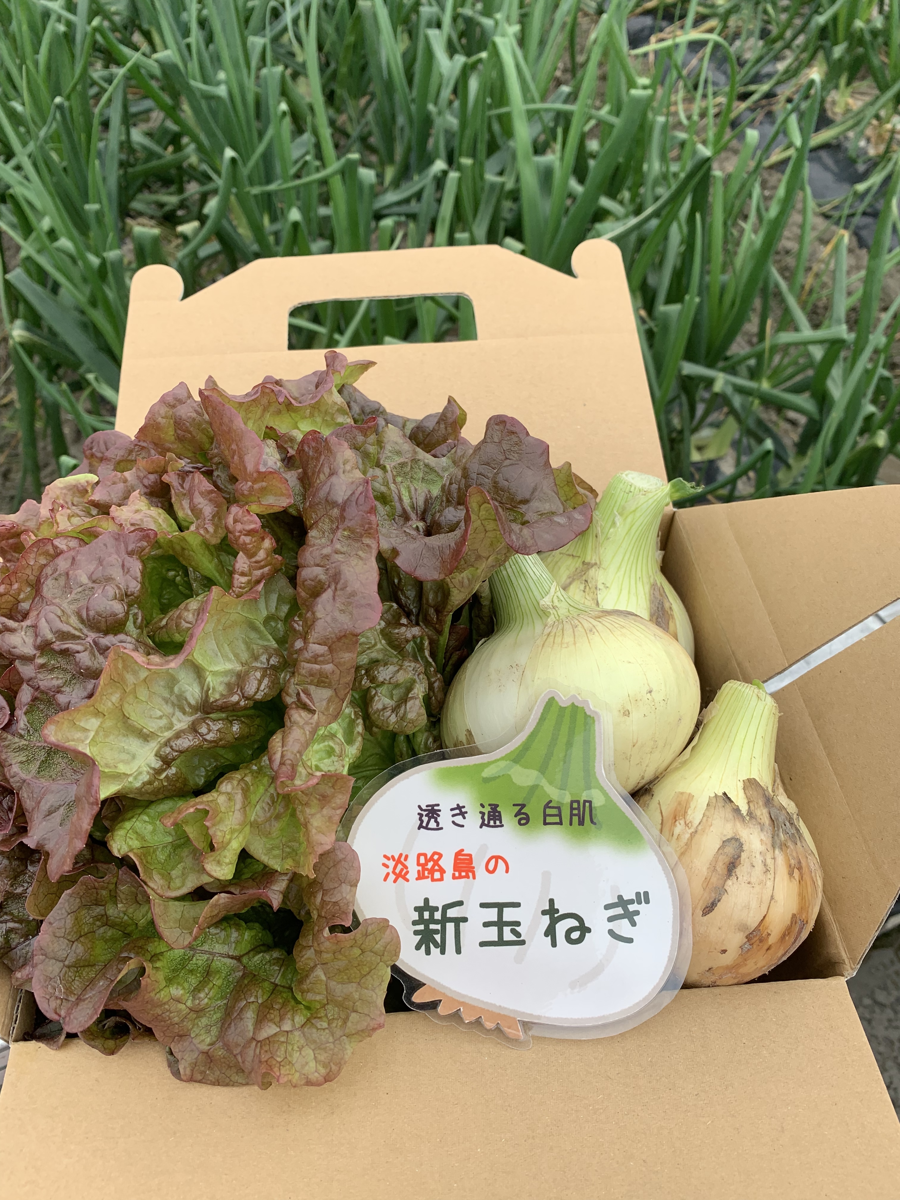 激安通販新作 野菜 玉ねぎ 淡路島極熟玉葱10kg シャーロットオニオン 産地直送