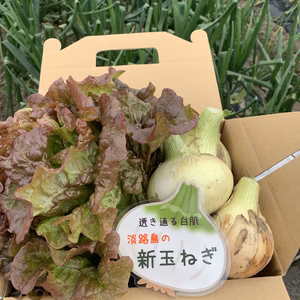 新玉ねぎ10個とサニーレタス3個のセット❗️淡路島のサニーレタスと旬の新玉ねぎ