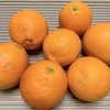 ちょっと訳あり＊皮まで安心ブラッドオレンジ・タロッコ