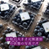 ＜予約＞～中粒～7月に採れた樹上完熟ブルーベリー＜匠＞