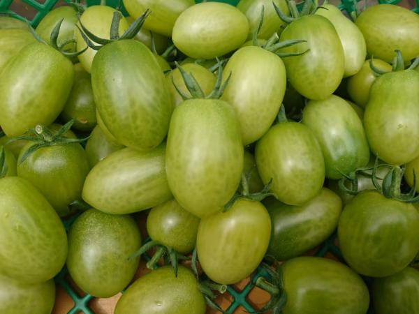 ミニトマト・サリーナエメラルド　１kg箱詰め　