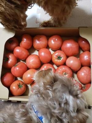 みんなの投稿の画像