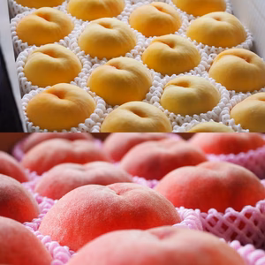 【数量限定！】完熟もも「黄金桃」or「川中島白桃」