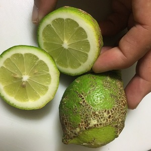 レモン三級品（おまけ付き）　※10キロ出荷です。減農薬&ワックス不使用
