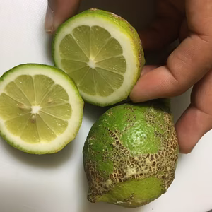 グリーンレモン三級品（みかんおまけ付)※10キロ出荷です。減農薬&ワックス不使用