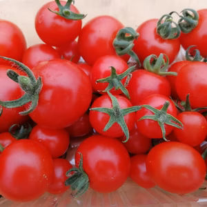 廣田農園直売所人気NO.1のミニトマト　１kg (農薬化学肥料不使用)