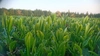 【有機栽培】旨味が広がる「島原高級玉緑茶」リーフ3本セット
