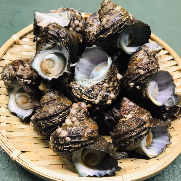 訳あり　新鮮とれたて！サザエ　生きたまま発送します！(12/25の発送となります