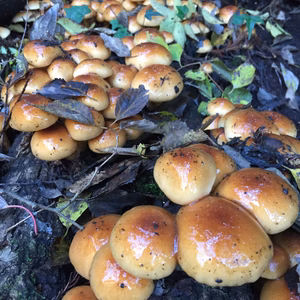 うま味がすごい!!大きい原木なめこ　サイズ無選別600g