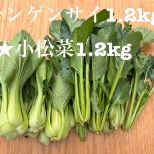 千葉県産　チンゲンサイ　小松菜　1.2kgずつ