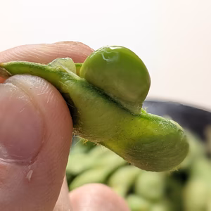 【早期予約20％増量中】生だだちゃ豆４kg　8月限定「糖度17度」「神の枝豆」
