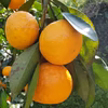 訳あり幻のカラマンダリン　濃厚な初夏のみかん　