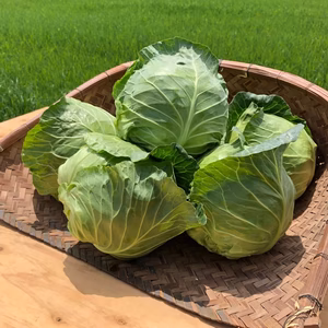 【鮮度抜群】グリーンボールキャベツ★農薬・化学肥料不使用　高知県産