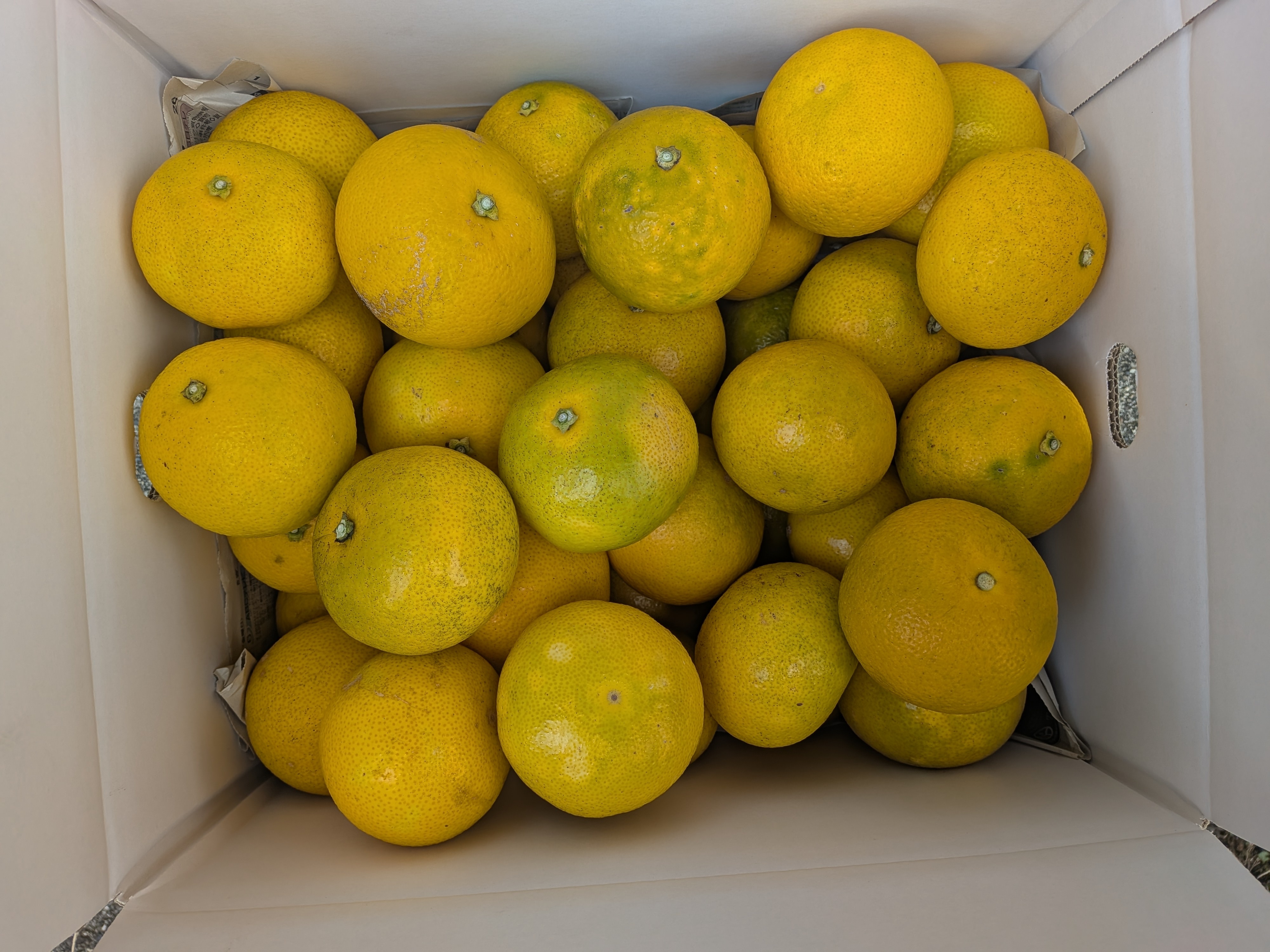 減農薬除草剤未使用 ご家庭用八朔 約9〜10キロ（箱込）サイズS｜雑柑類