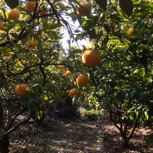 スルガ甘夏  (文旦と甘夏の掛け合わせ)