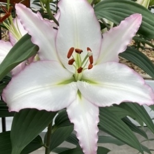 ｱｳﾄﾚｯﾄ北海道東北沖縄<One Lily>5個 (¥830宅配)キズ有