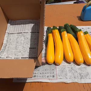 お買い得‼️かまちゃん農園の採りたてズッキーニ　(箱に入るだけ)2セット限り‼